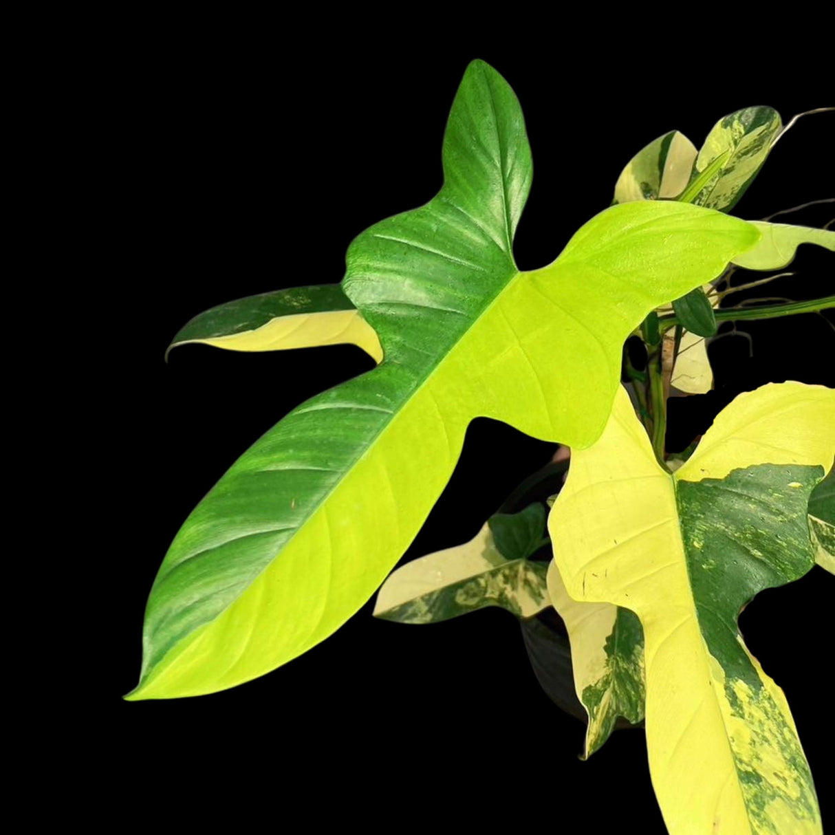 Philodendron Bipennifolium Variegated- Variegated Philodendron Bipennifolium Cutting - Exact SAME Plant - US Seller