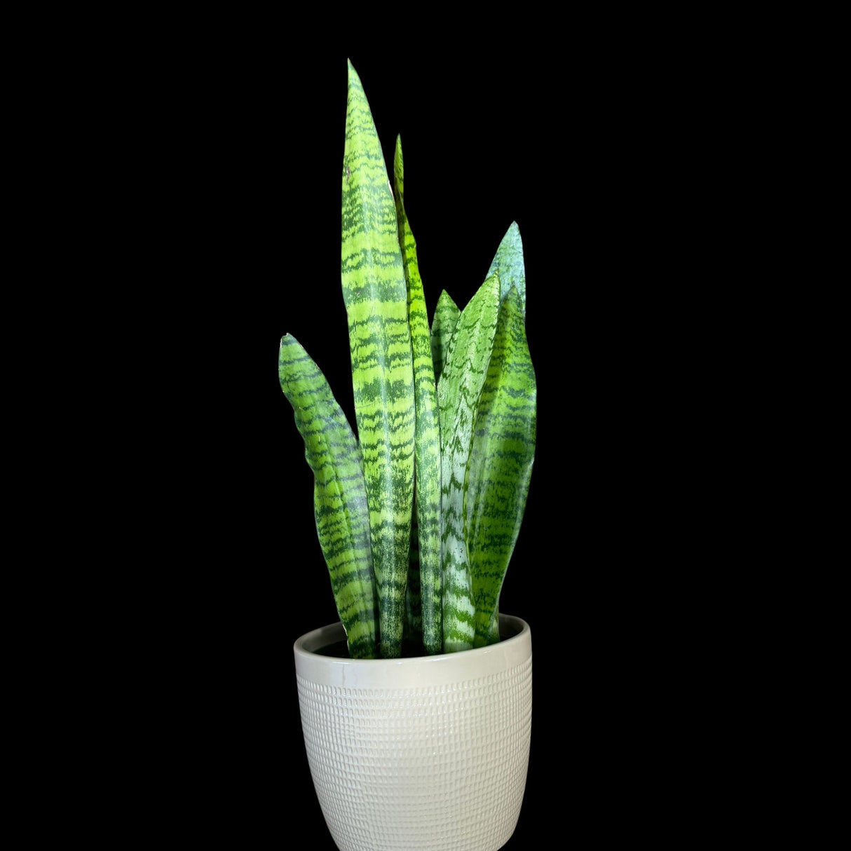 Snake Plant | Mother-In-Law's-Tongue Plant | Sansevieria Zeylanica | Indoor Plants | green Snake plant | Air Purifier Snake Plant