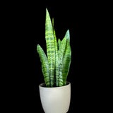 Snake Plant | Mother-In-Law's-Tongue Plant | Sansevieria Zeylanica | Indoor Plants | green Snake plant | Air Purifier Snake Plant