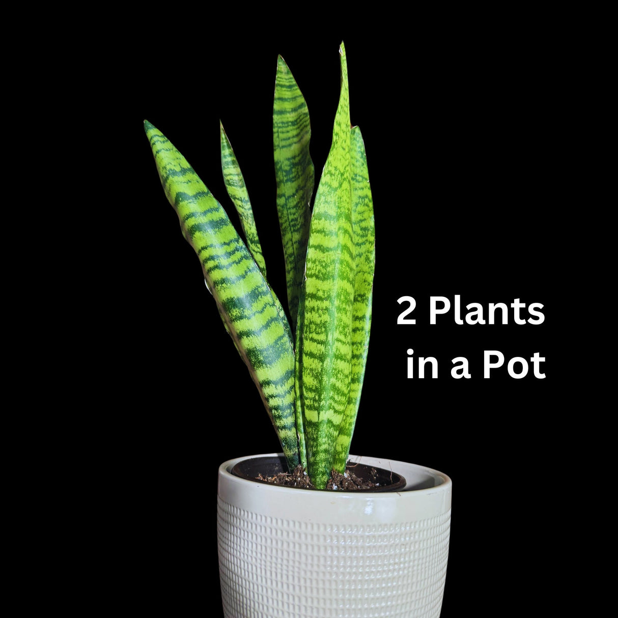 Snake Plant | Mother-In-Law's-Tongue Plant | Sansevieria Zeylanica | Indoor Plants | green Snake plant | Air Purifier Snake Plant