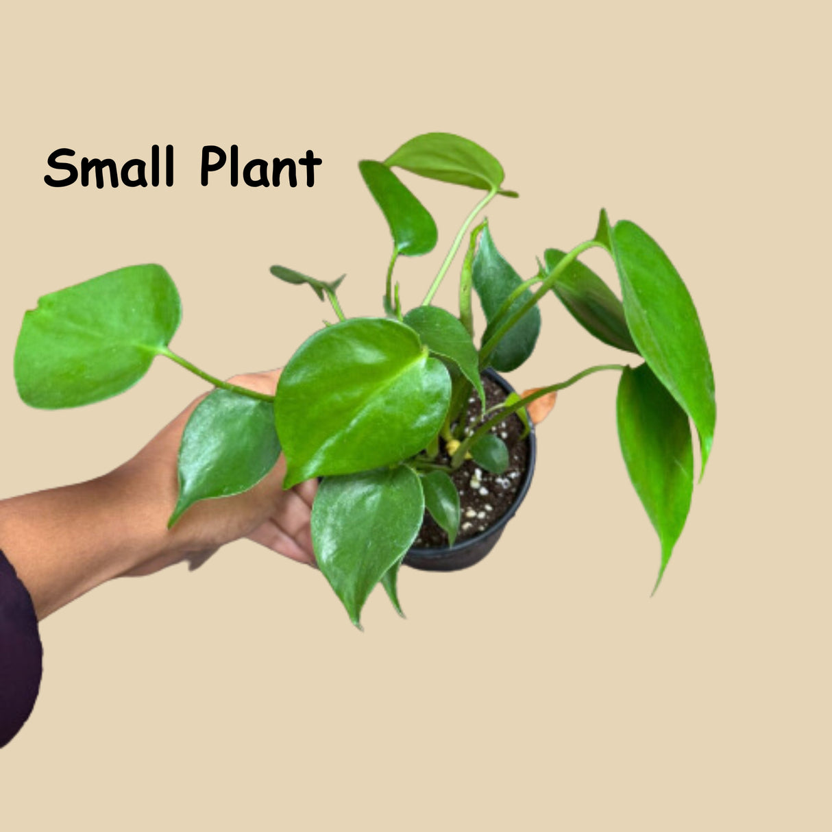 Monstera Deliciousa in a nursery pot, easy care indoor plant, low light houseplant, Air purifying Rare Monstera plant