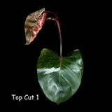 Very Rare Philodendron 'Red Anderson' Cutting - Rare Houseplant Cutting - Single Unrooted Cutting - Exact Same Plant - US seller