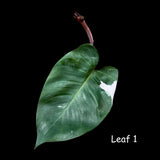 Very Rare Philodendron 'Red Anderson' Cutting - Rare Houseplant Cutting - Single Unrooted Cutting - Exact Same Plant - US seller