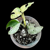 Variegated Epipremnum Pinnatum Marble in a 2 inch Nursery Pot