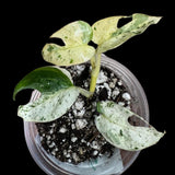 Variegated Epipremnum Pinnatum Marble in a 2 inch Nursery Pot