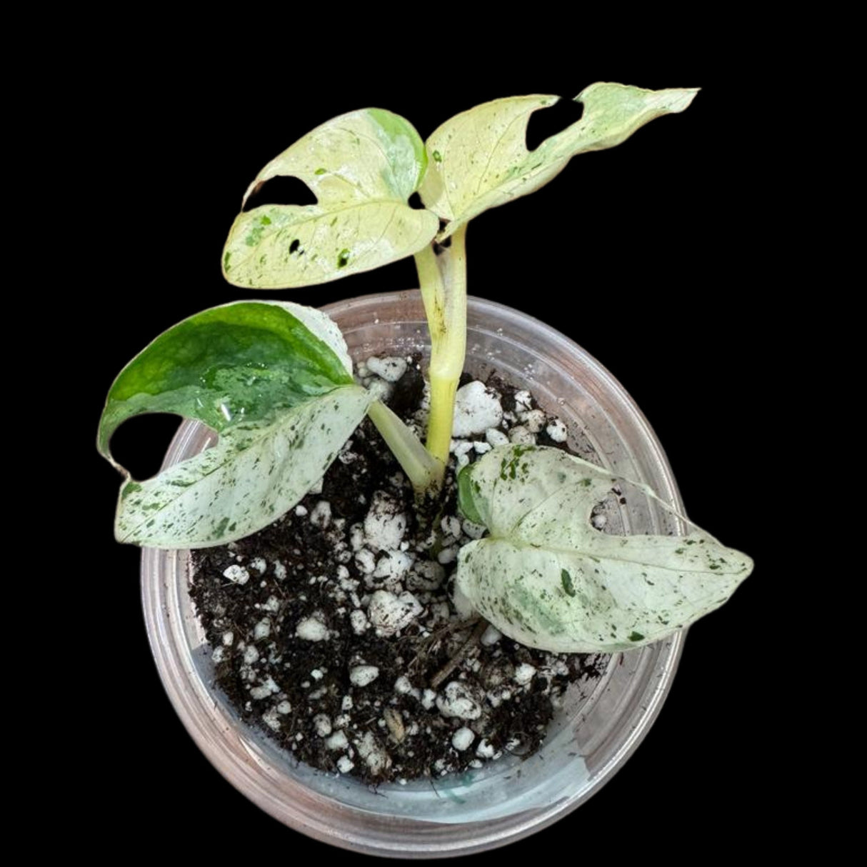 Variegated Epipremnum Pinnatum Marble in a 2 inch Nursery Pot