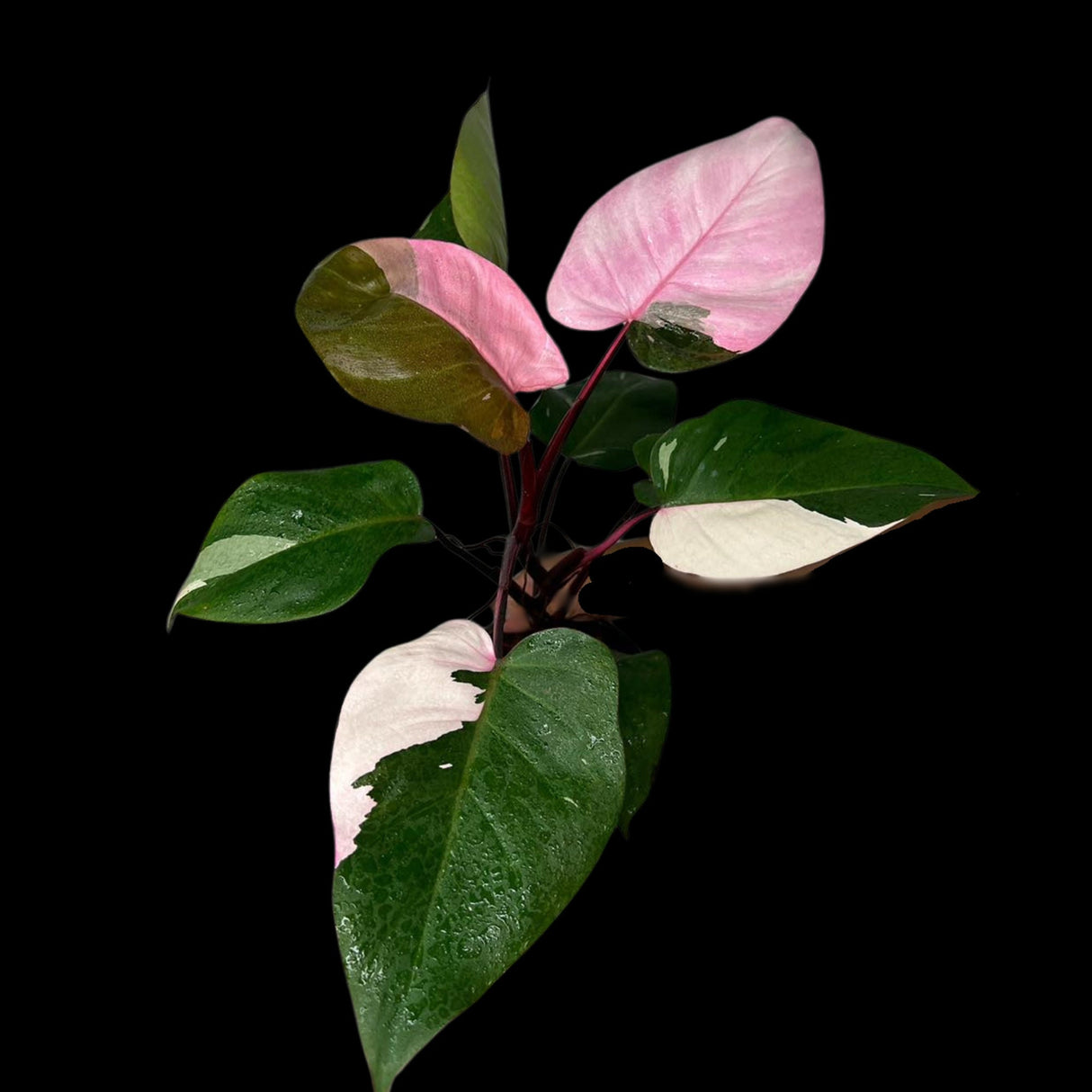 Variegated Philodendron Pink Princess Marble Mature Cut