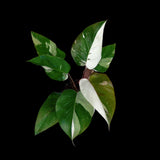 Very Rare Philodendron 'Red Anderson' Cutting - Rare Houseplant Cutting - Single Unrooted Cutting - Exact Same Plant - US seller