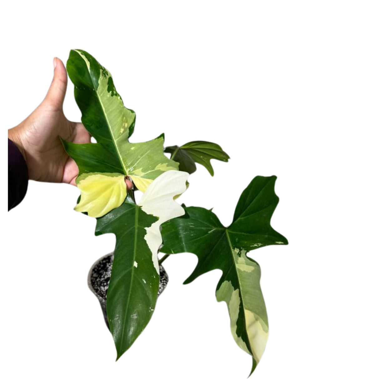 Variegated Philodendron Golden Dragon Established Plant- Collector Rare Indoor Plants - Potted Plant - EXACT SAME plant - USA Seller