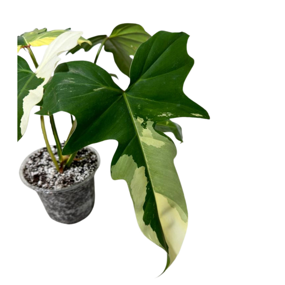 Variegated Philodendron Golden Dragon Established Plant- Collector Rare Indoor Plants - Potted Plant - EXACT SAME plant - USA Seller