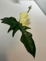 Philodendron Golden Dragon Variegated Cutting - Collector Rare Indoor Plants - EXACT SAME plant - USA Seller