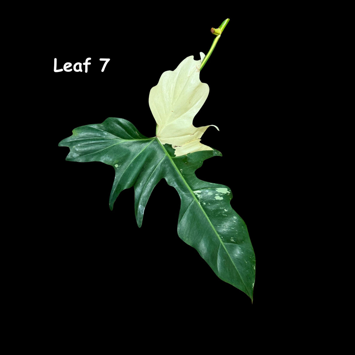 Philodendron Golden Dragon Variegated Cutting - Collector Rare Indoor Plants - EXACT SAME plant - USA Seller