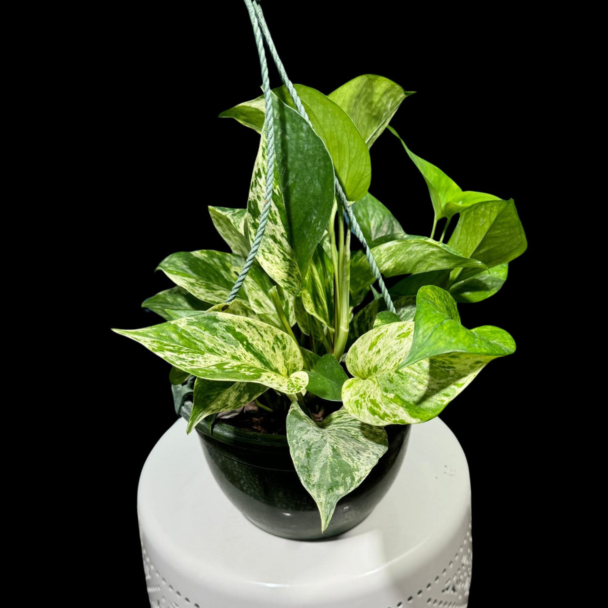 Marble Pothos in 8" Hanging Basket - Gorgeous Variegated Indoor easy care house plant - Marble Pothos -  SAME PLANT as the pictures