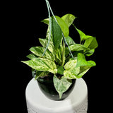 Marble Pothos in 8" Hanging Basket - Gorgeous Variegated Indoor easy care house plant - Marble Pothos -  SAME PLANT as the pictures