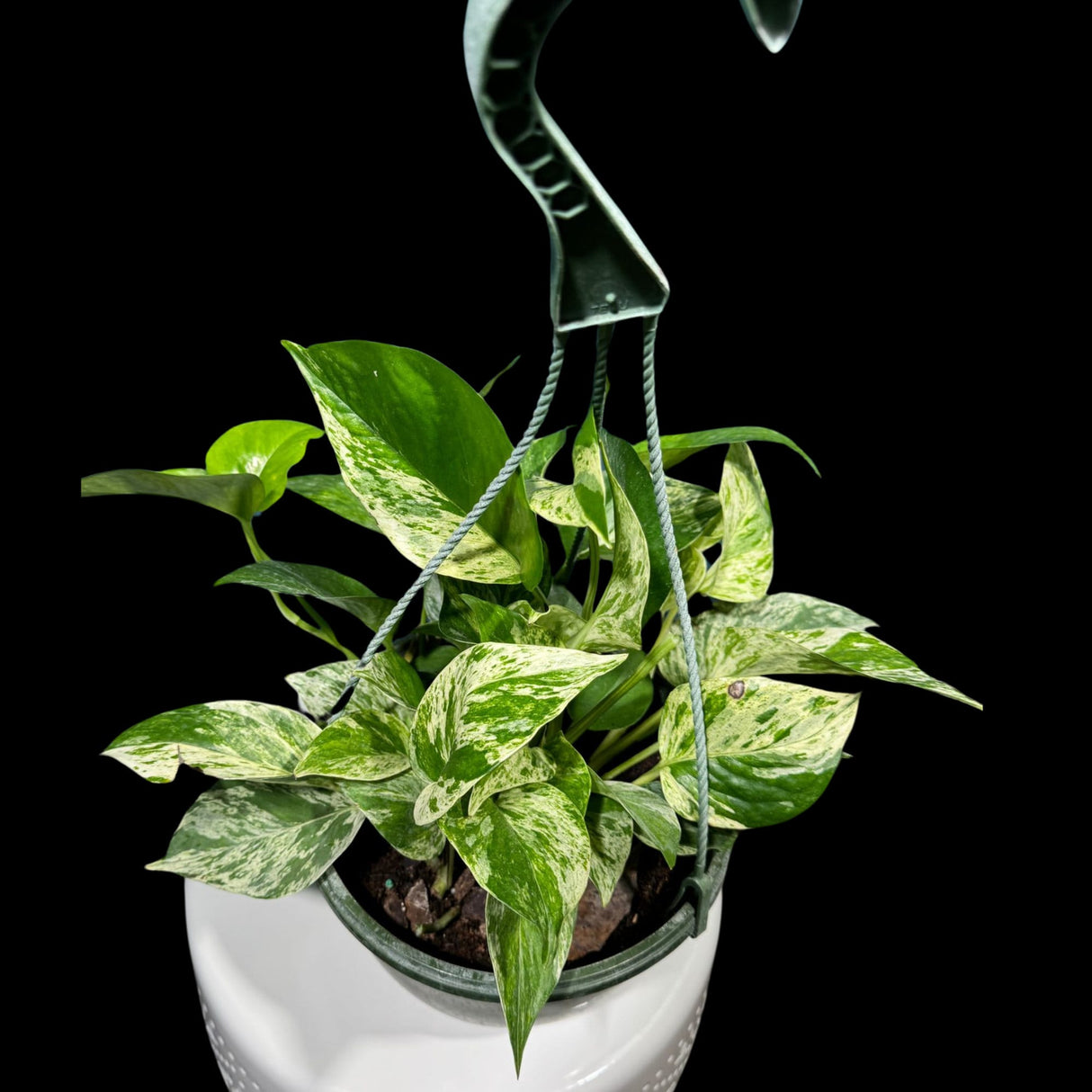Marble Pothos in 8" Hanging Basket - Gorgeous Variegated Indoor easy care house plant - Marble Pothos -  SAME PLANT as the pictures