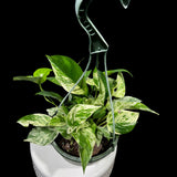 Marble Pothos in 8" Hanging Basket - Gorgeous Variegated Indoor easy care house plant - Marble Pothos -  SAME PLANT as the pictures