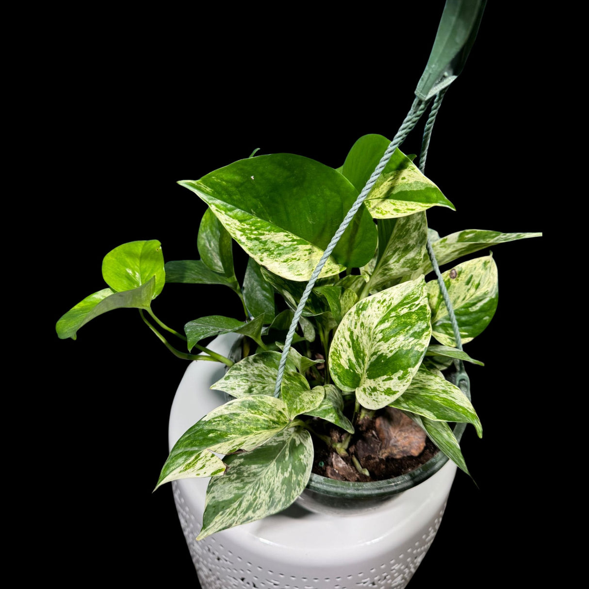 Marble Pothos in 8" Hanging Basket - Gorgeous Variegated Indoor easy care house plant - Marble Pothos -  SAME PLANT as the pictures