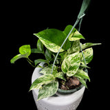 Marble Pothos in 8" Hanging Basket - Gorgeous Variegated Indoor easy care house plant - Marble Pothos -  SAME PLANT as the pictures