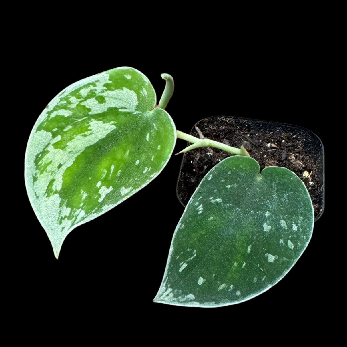 Silver Pothos in a 2" nursery pot - Silver Pothos starter plant - Scindapsus pictus 'Argyraeus' - Low light pothos for indoor