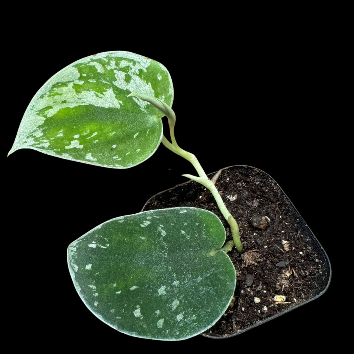 Silver Pothos in a 2" nursery pot - Silver Pothos starter plant - Scindapsus pictus 'Argyraeus' - Low light pothos for indoor