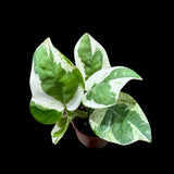 N'joy Pothos Starter Plant in a 1.5” Pot