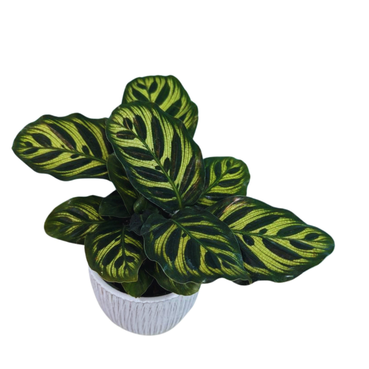 Rare Calathea Makoyana Plant in a 3” Nursery Pot - Live Indoor Houseplant - Beautiful Peacock Calathea - Air Purifier Plant