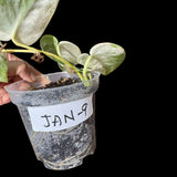 Variegated Scindapsus Jade Satin in a Nursery Pot