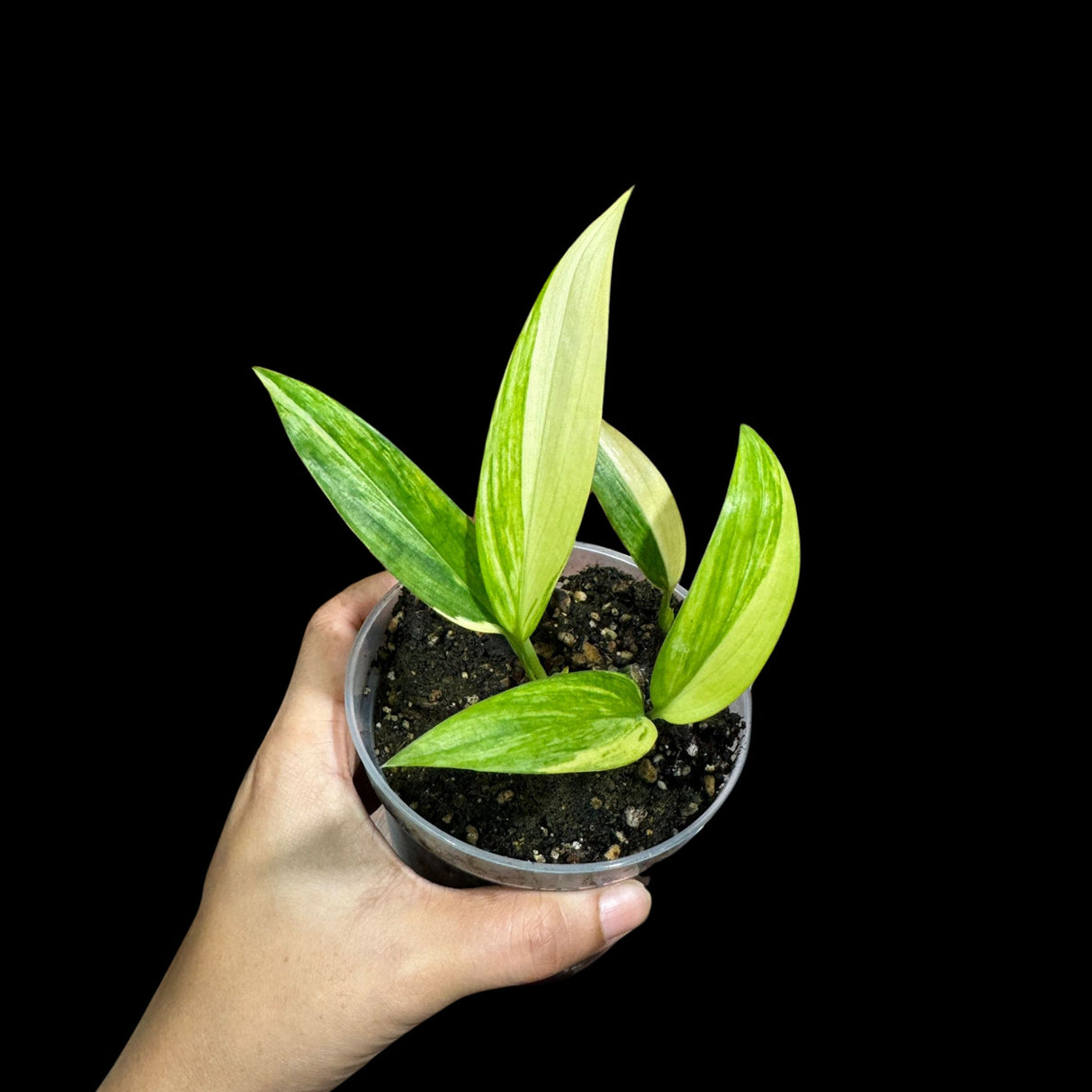 RARE Epipremnum Amplissimum Aurea Variegata Potted Plant