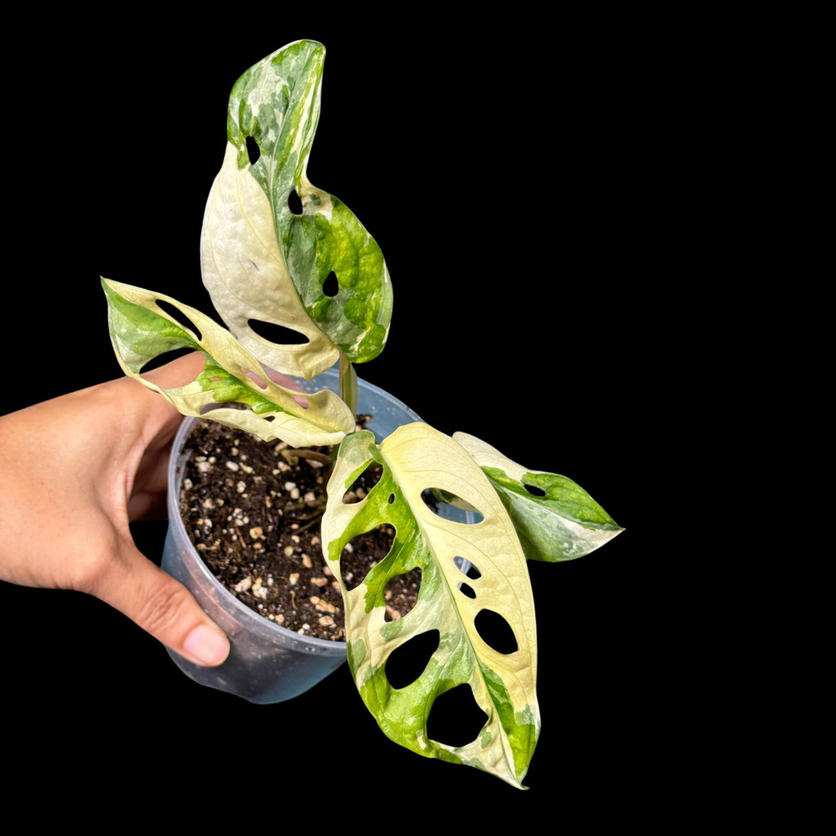 Variegated Monstera Adansonii Albo High Variegated Swiss Cheese Premium Color Swiss - SAME pot as pictures - US Seller
