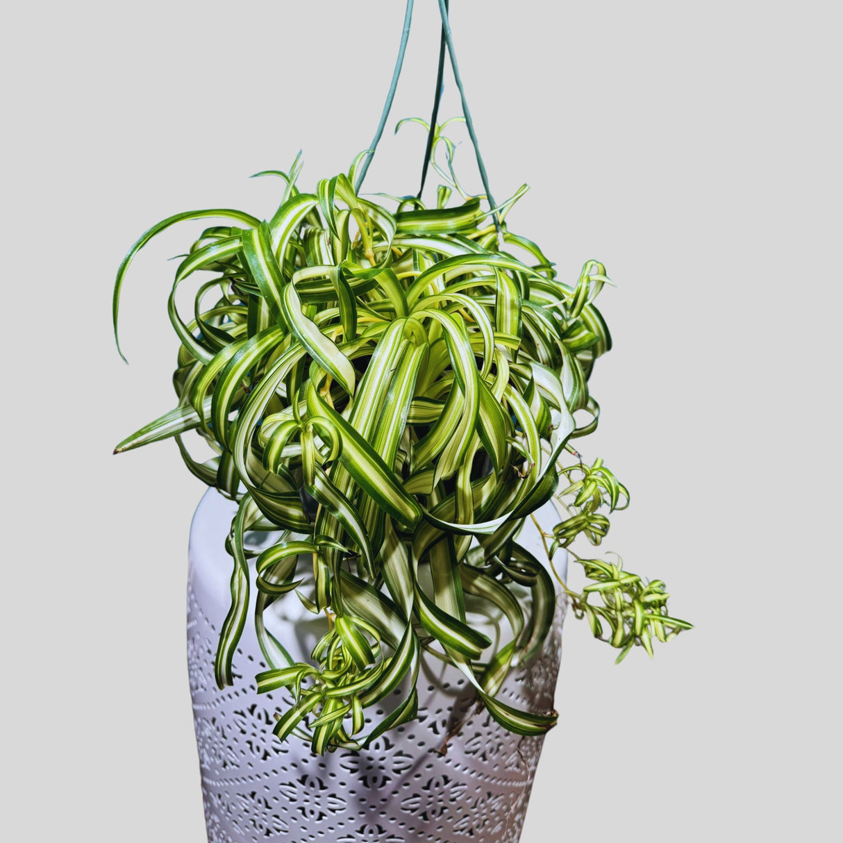 Variegated Spider Chlorophytum Bonnie in 8" Hanging Basket