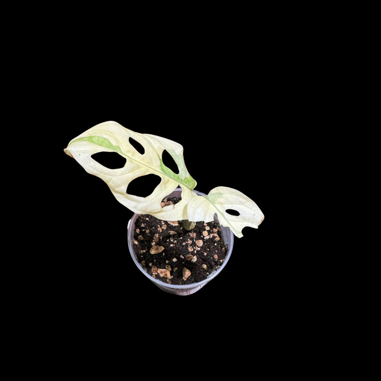 High Variegated All White Monstera Adansonii Albo in a Nursery Pot - Swiss Cheese Premium Color 2 leaf Plant- SAME pot as Image - US Seller