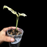 High Variegated All White Monstera Adansonii Albo in a Nursery Pot - Swiss Cheese Premium Color 2 leaf Plant- SAME pot as Image - US Seller