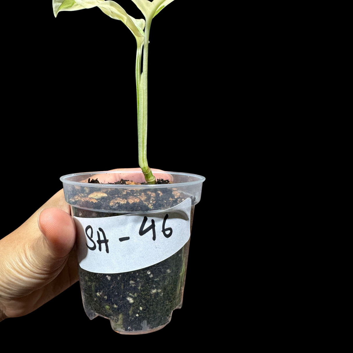 High Variegated All White Monstera Adansonii Albo in a Nursery Pot - Swiss Cheese Premium Color 2 leaf Plant- SAME pot as Image - US Seller