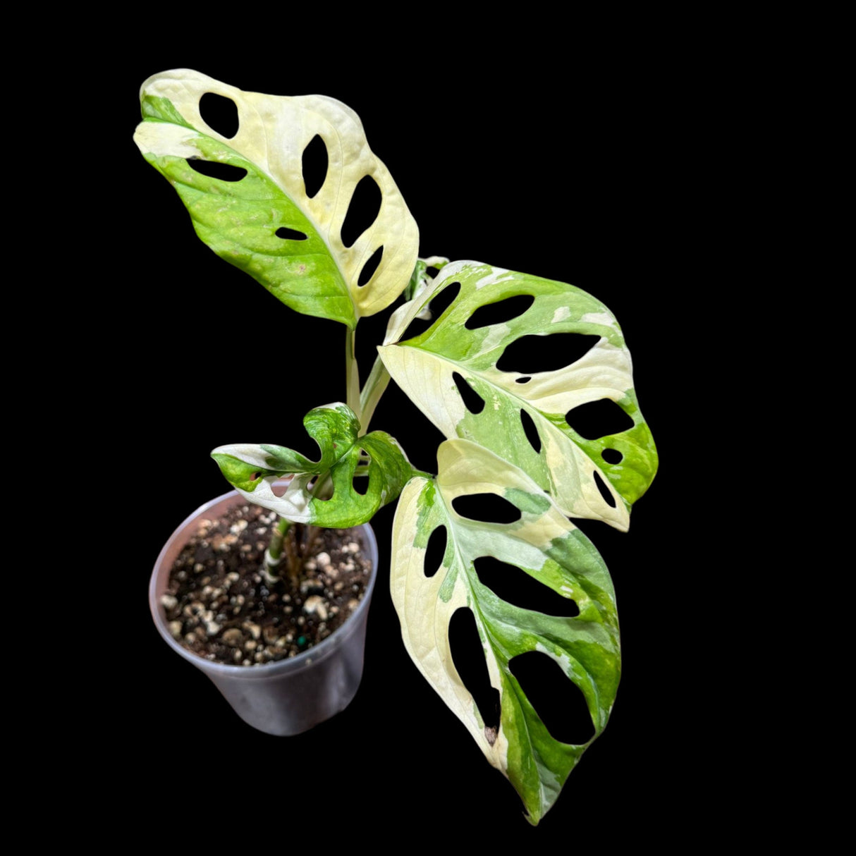 High Variegated Monstera Adansonii Albo in a Nursery Pot - Premium Color Swiss Cheese Half Moon Leaf - SAME pot as Image - US Seller