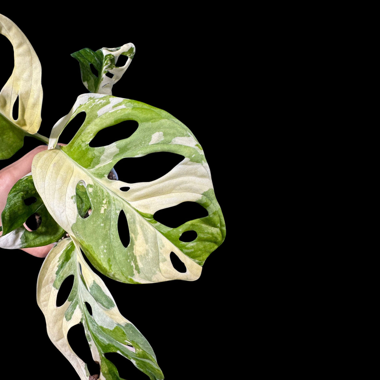 High Variegated Monstera Adansonii Albo in a Nursery Pot - Premium Color Swiss Cheese Half Moon Leaf - SAME pot as Image - US Seller