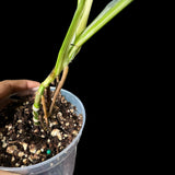 High Variegated Monstera Adansonii Albo in a Nursery Pot - Premium Color Swiss Cheese Half Moon Leaf - SAME pot as Image - US Seller