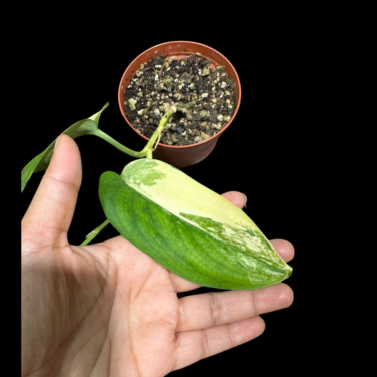 Scindapsus Jade Satin Variegated | Variegated Scindapsus Potted Plant | SAME plant as images - US Seller