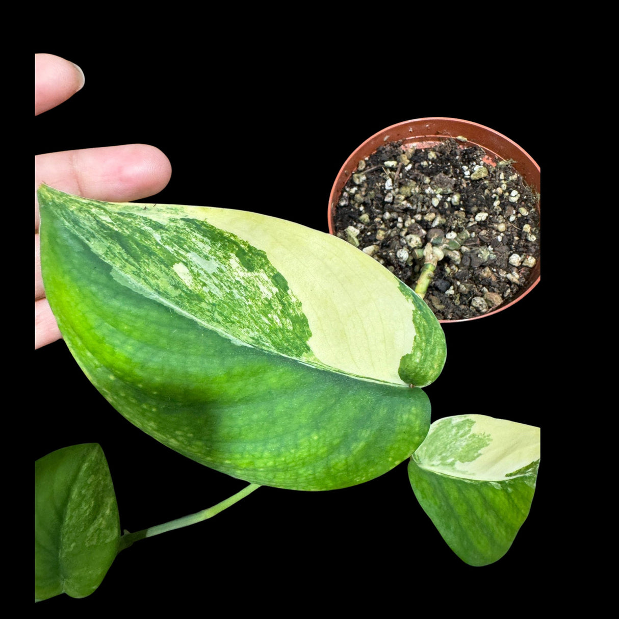 Scindapsus Jade Satin Variegated | Variegated Scindapsus Potted Plant | SAME plant as images - US Seller