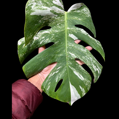 Variegated Monstera Albo Plant in a Nursery Pot - Highly Variegated Monstera ALBO - US SELLER Same Plant