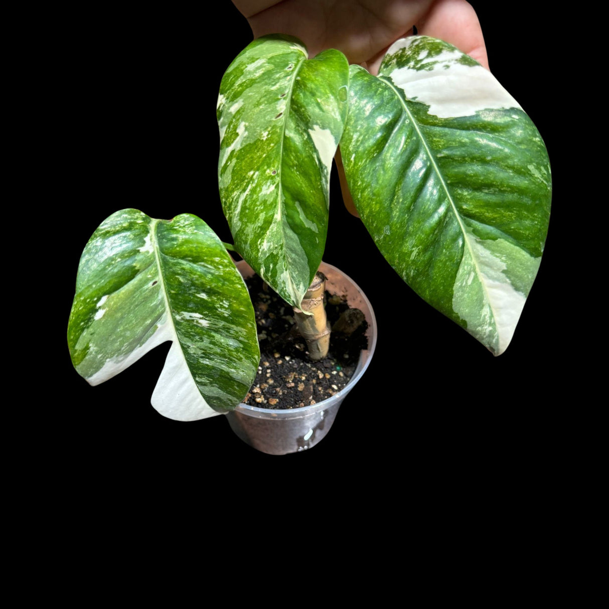 RARE Epipremnum Pinnatum Albo Variegated Potted Plant - Very high variegation plant - SAME PLANT as pictures