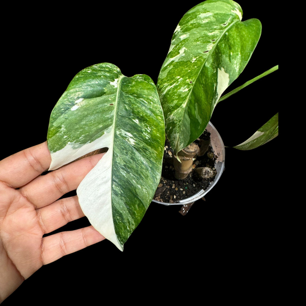 RARE Epipremnum Pinnatum Albo Variegated Potted Plant - Very high variegation plant - SAME PLANT as pictures