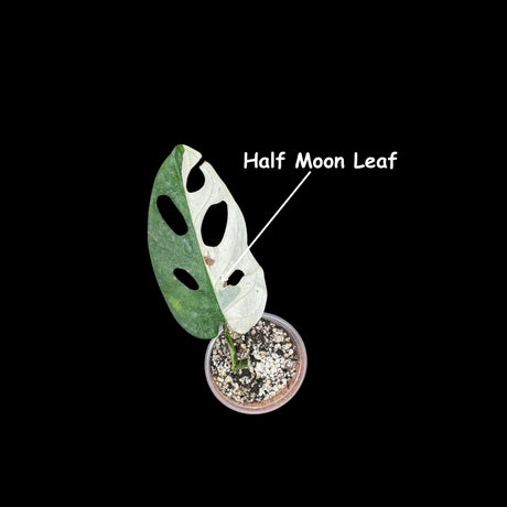 Variegated Monstera Adansonii Albo High Variegated Half-Moon Swiss Cheese Premium Color Swiss - SAME pot as pictures - US Seller