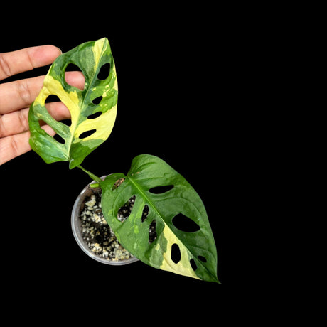 Monstera Adansonii Aurea High Variegated Swiss Cheese Premium Color Swiss - SAME pot as pictures - US Seller