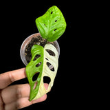 Variegated Monstera Adansonii Albo High Variegated Swiss Cheese Premium Color Swiss - Half-Moon Leaf - SAME pot as pictures - US Seller