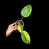 Philodendron Green Congo Variegated live plant - Rare Variegated Green Congo - SAME Plant - Hard to come by - US Seller