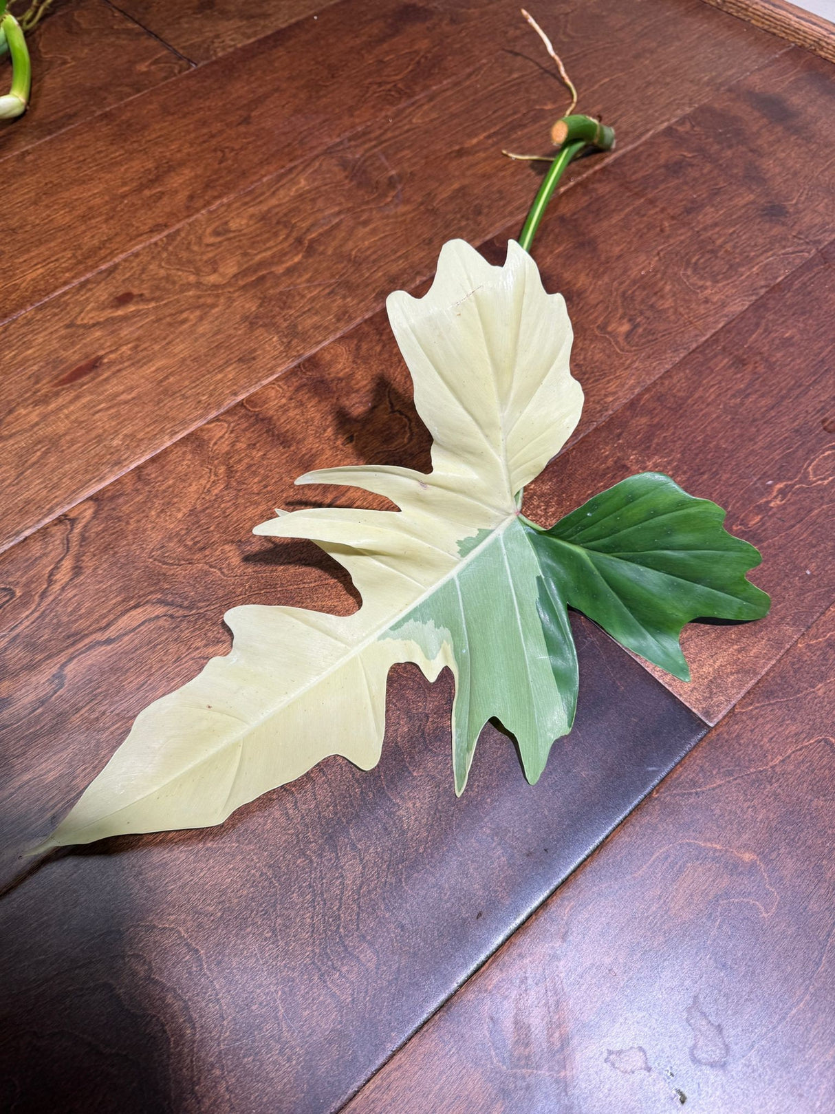 Philodendron Golden Dragon Variegated Cutting - Collector Rare Indoor Plants - EXACT SAME plant - USA Seller