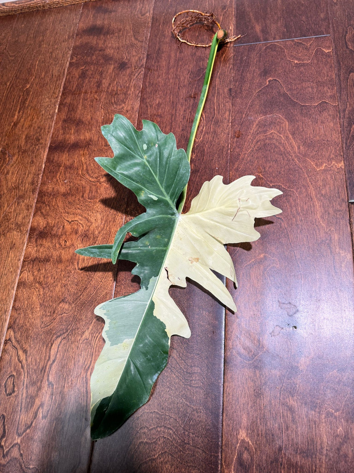 Philodendron Golden Dragon Variegated Cutting - Collector Rare Indoor Plants - EXACT SAME plant - USA Seller