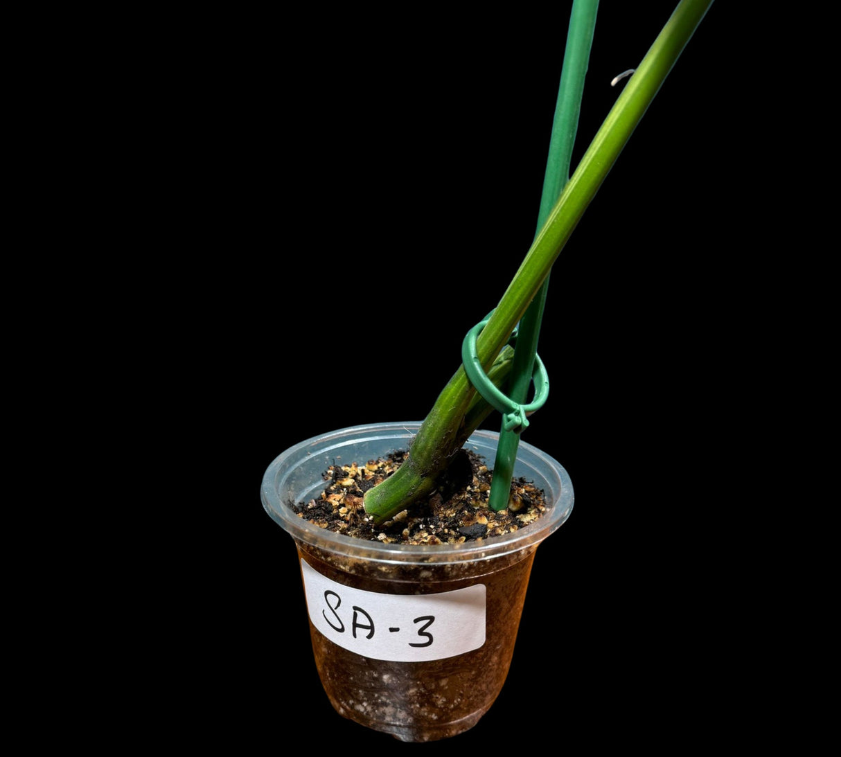 Highly Variegated Monstera Aurea Plant in a Nursery Pot - Monstera Aurea Variegata - EXACT SAME PLANT as images