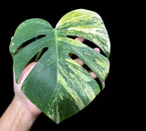 Highly Variegated Monstera Aurea Plant in a Nursery Pot - Monstera Aurea Variegata - EXACT SAME PLANT as images