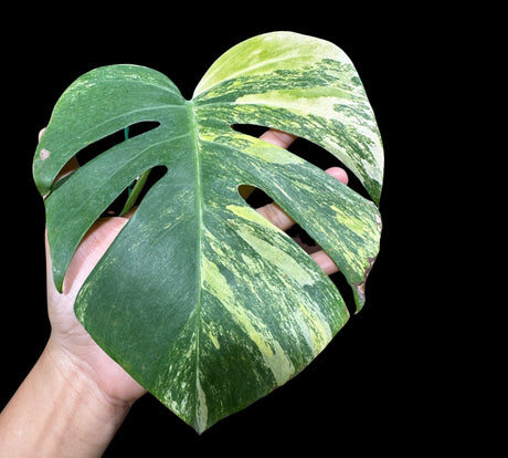 Highly Variegated Monstera Aurea Plant in a Nursery Pot - Monstera Aurea Variegata - EXACT SAME PLANT as images